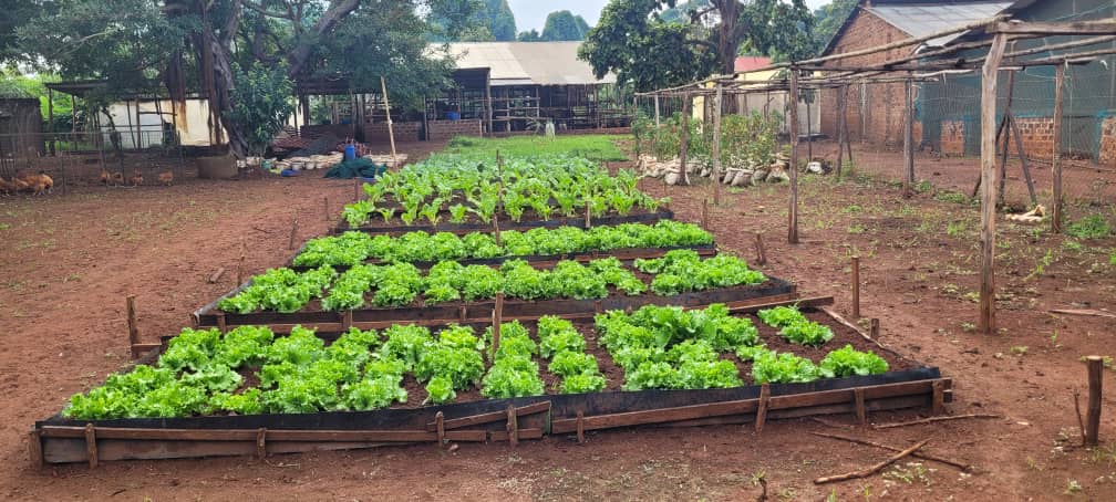 Beautiful raised vegetable beds
