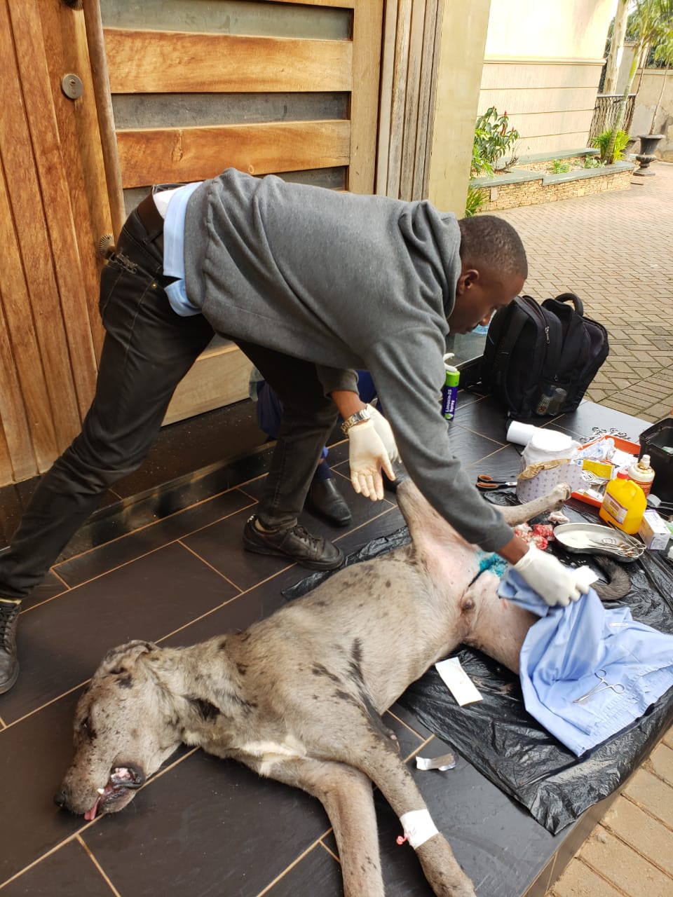 Vet treating a dog