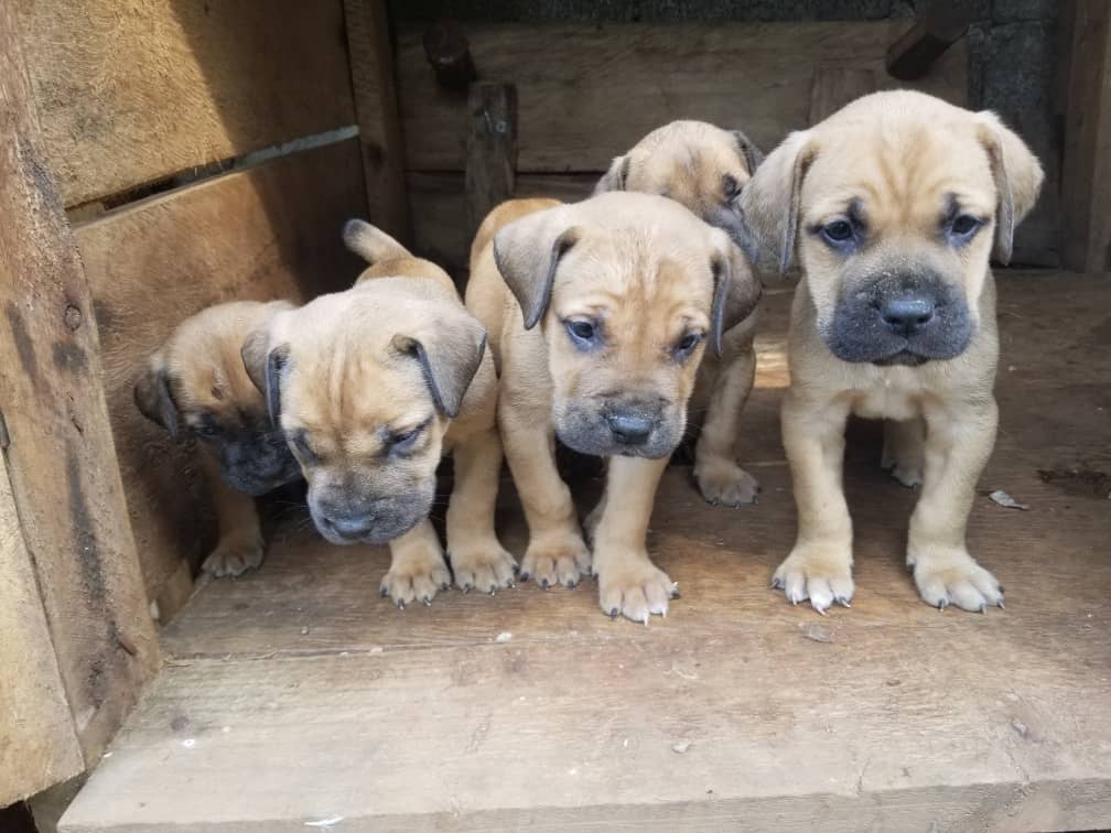 Puppies at Entebbe Animal Care Clinic
