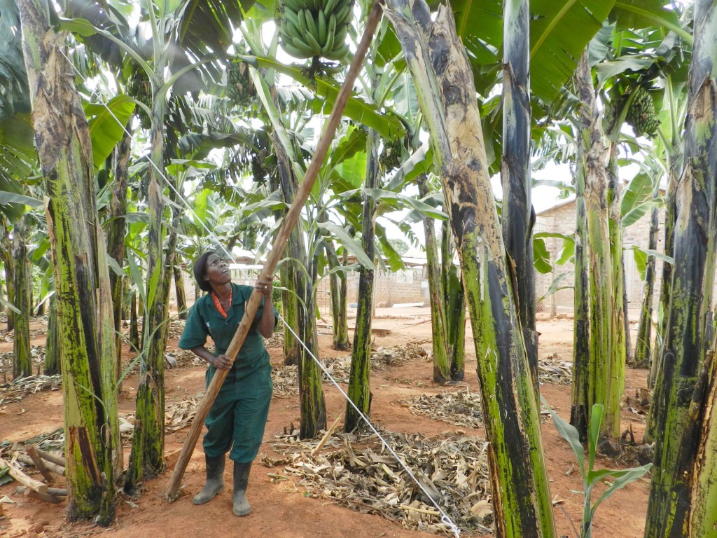 Dr. Emma Naluyima at One Acre Agro Farm