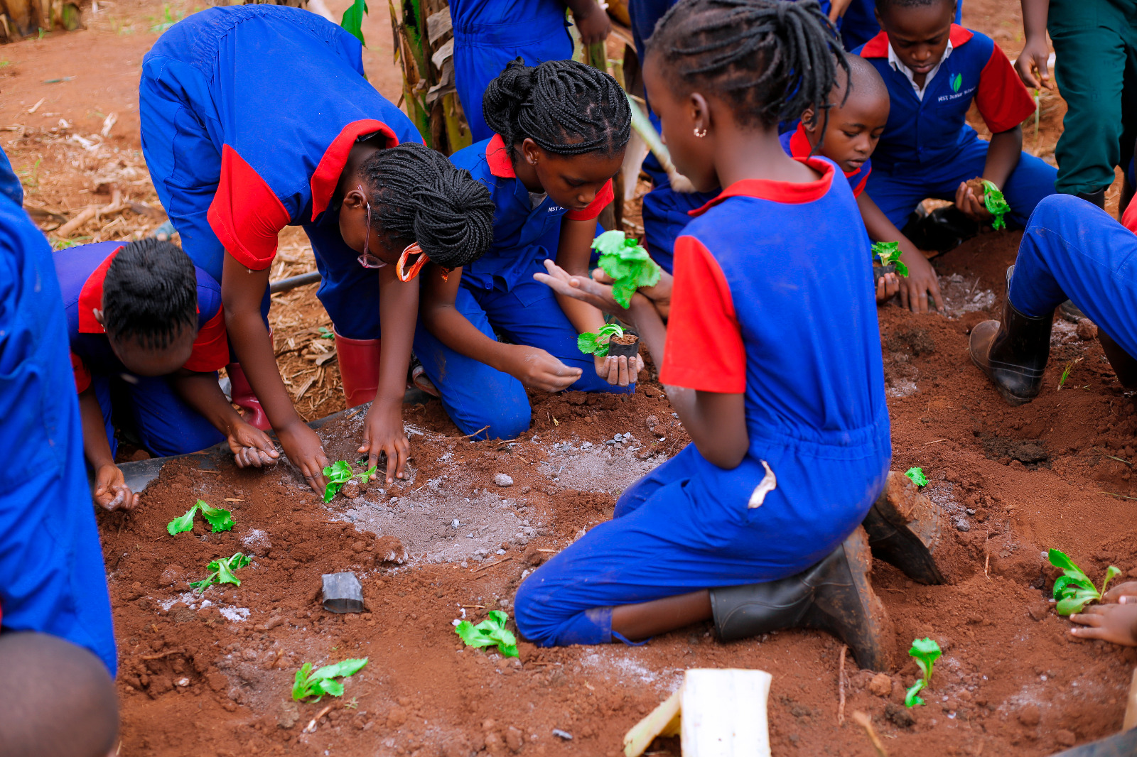 Youth planting seedlings